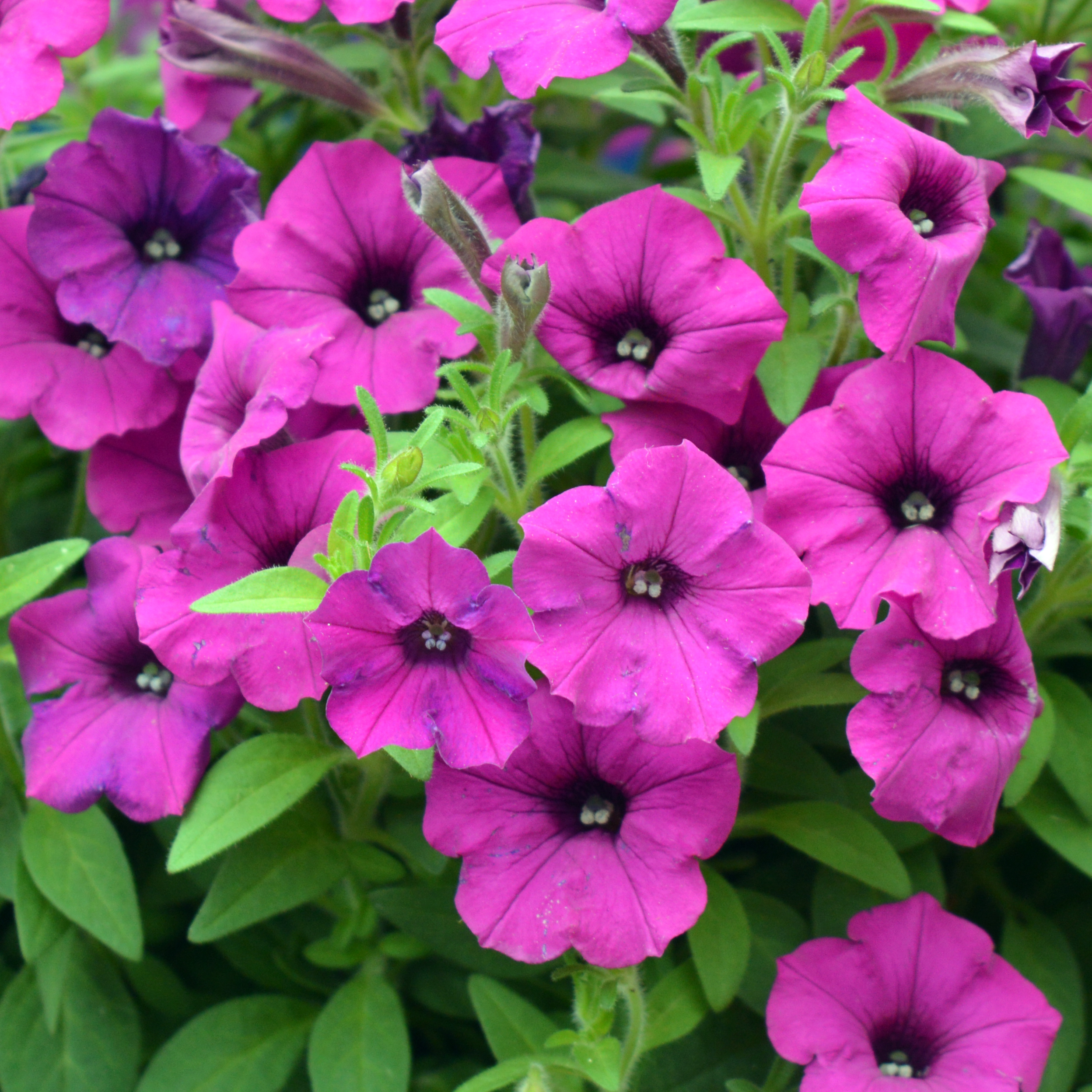 Petunia Bubbles Purple